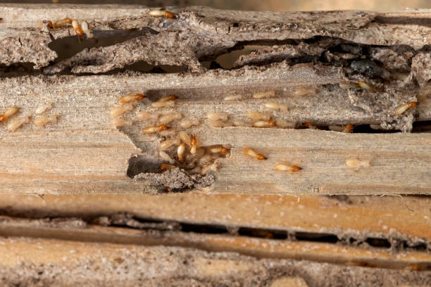 Best Pest Control Treatment  in Curtisville, PA