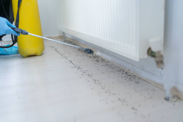 Best Termite Control Services  in Curtisville, PA